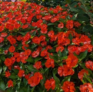 Meet your Posher, Raegan